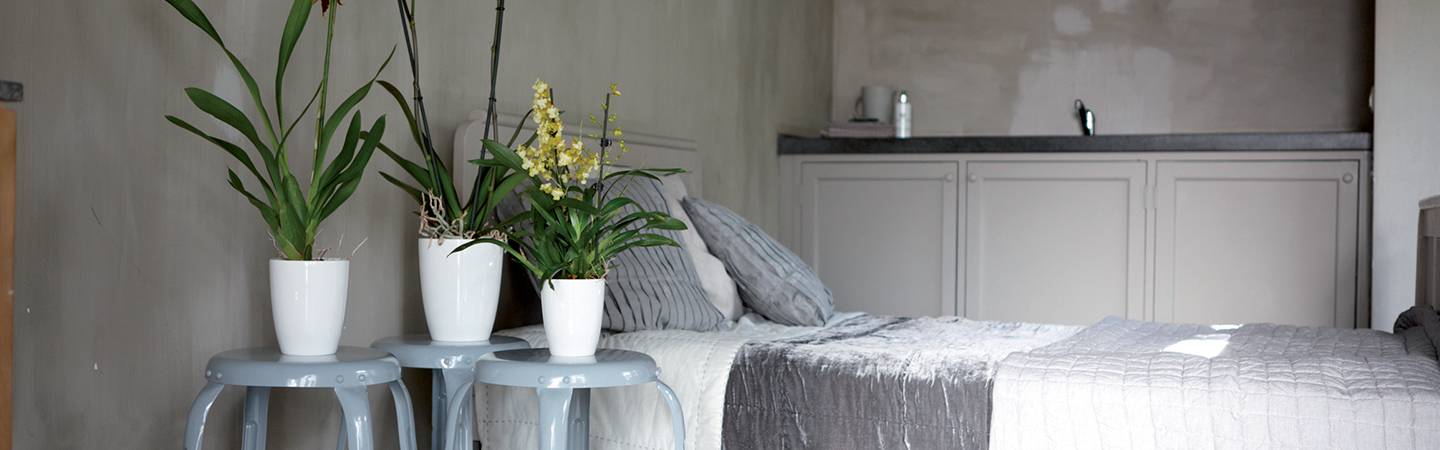 brussels diamond orchidee hoch 12,5cm weiss